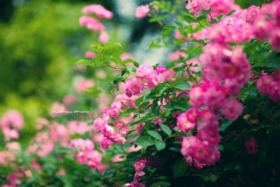 童颜美女蔷薇花园唯美写真照片(第2页)