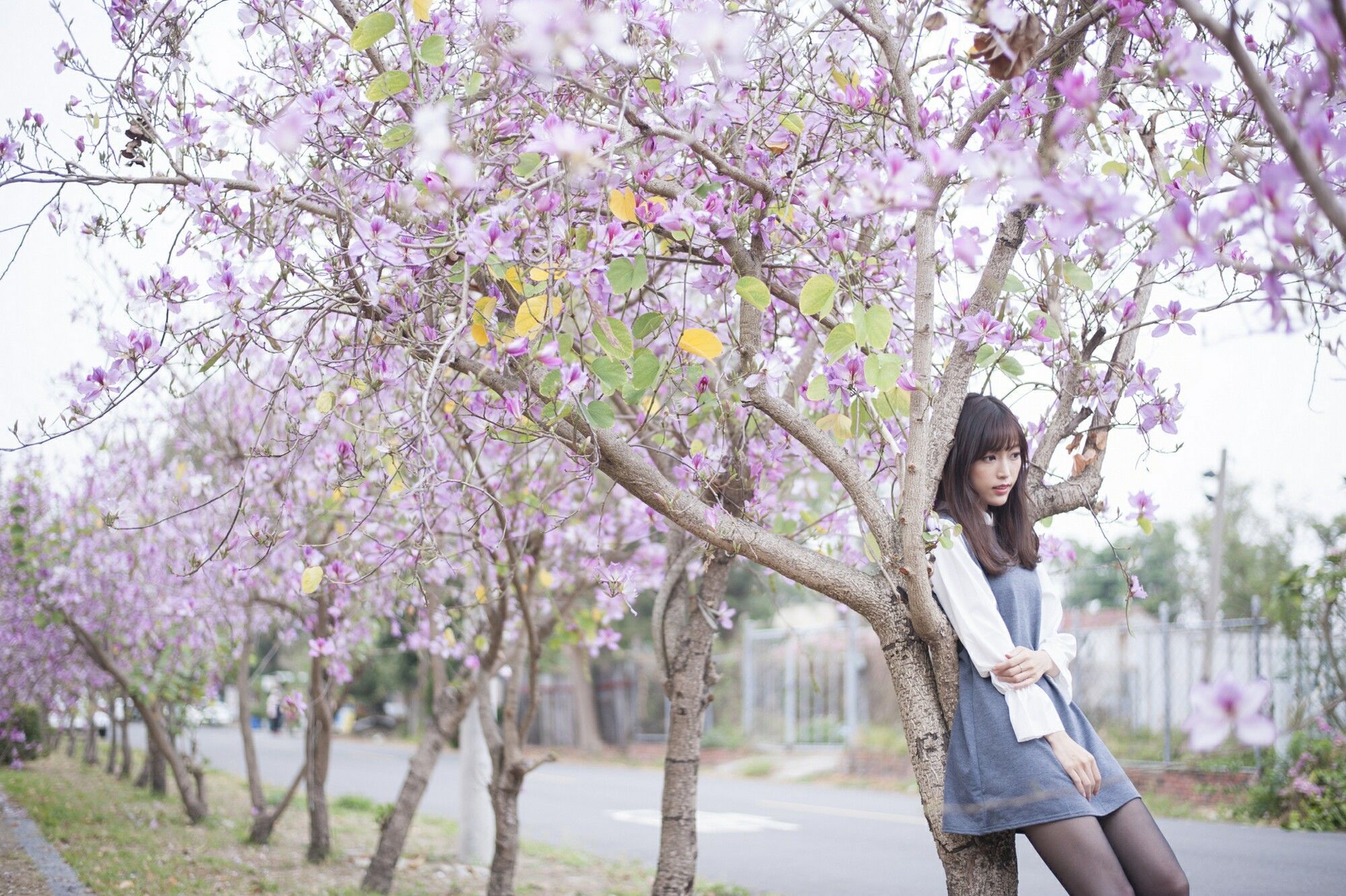 [台湾美女] 彭丽嘉(Lady憶憶) - 樱花下的黑丝 写真套图[33](第29页)